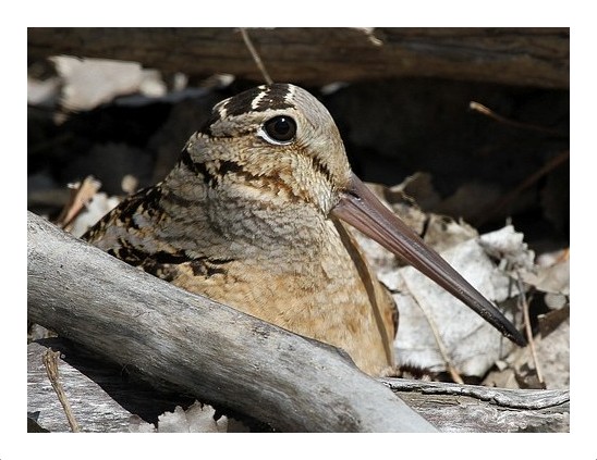 American Woodcock