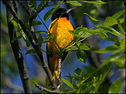 Baltimore Oriole — Photo by Chuck Tague