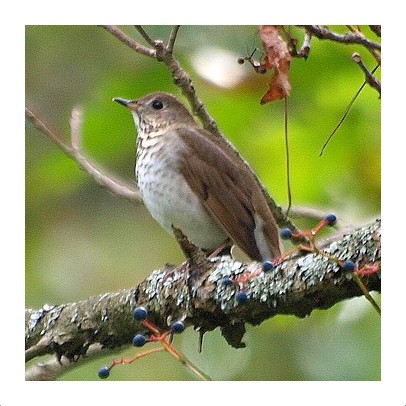 Gray-cheeked Thrush