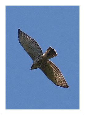 Broad-winged Hawk