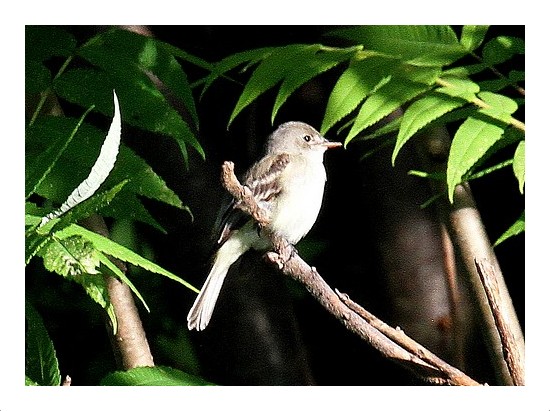 Willow Flycatcher