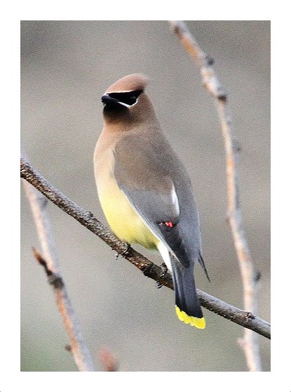 Cedar Waxwing