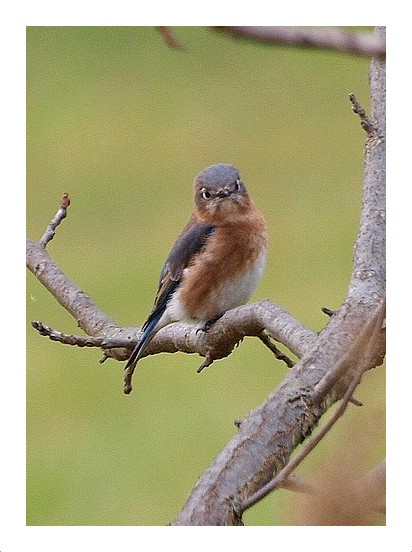 Eastern Bluebird