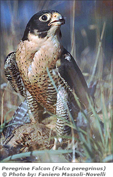Peregrine Falcon (Falco peregrinus) — Photo© by Faniero Massoli-Novelli