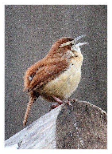 Carolina Wren