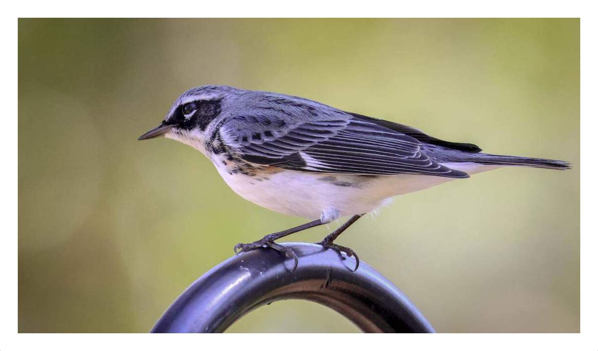 Hybrid Warbler