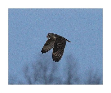 Short-eared Owl