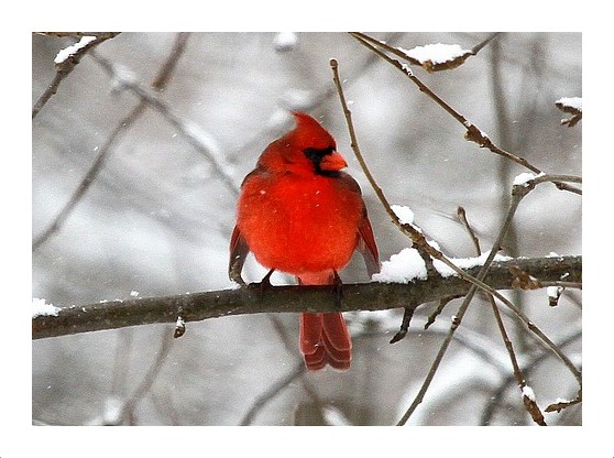 Cardinal in Winter