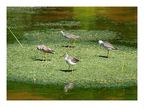 Yellowlegs at Wingfield Pines