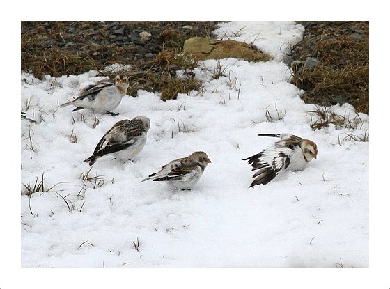 Snow Buntings