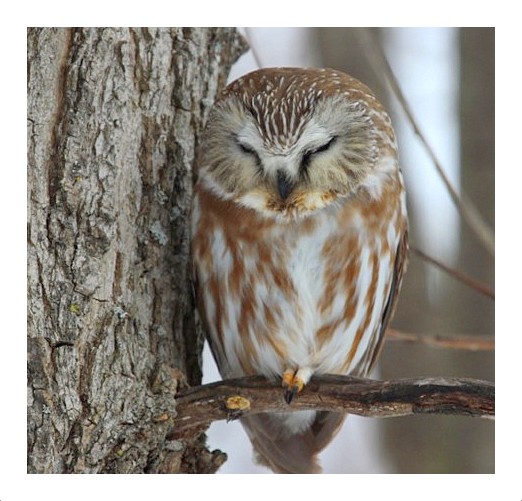 Northern Saw-whte Owl