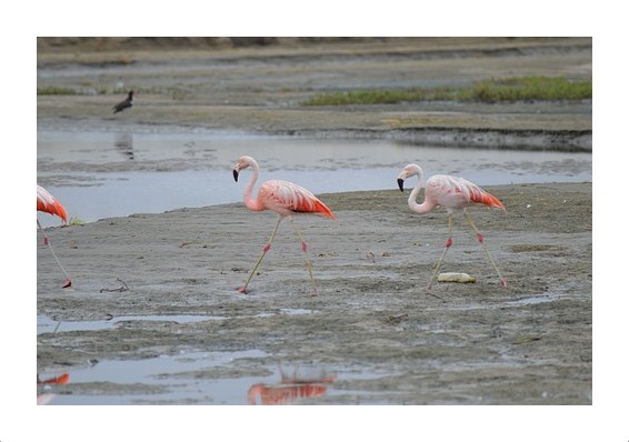 Flamingos in Ecuador