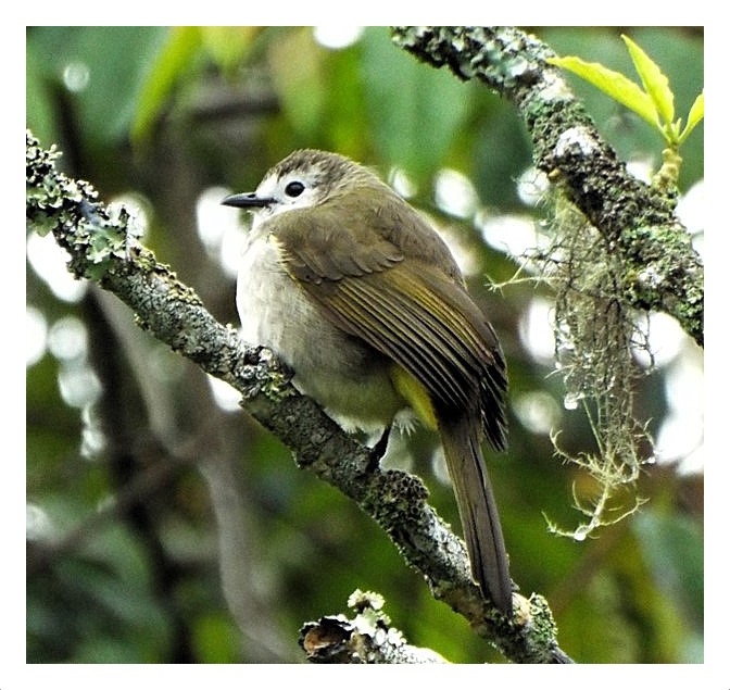 Pale-faced Bulbul